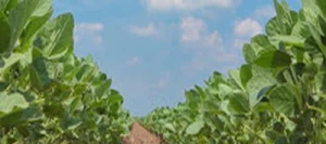 Soja MENTOR 00 non traité