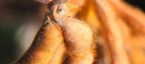 Soja SALSA 000 Hicoat Super