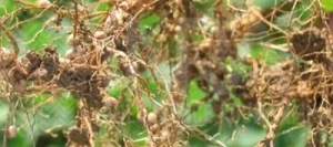 Inoculum Soja NITROGEN GR Micro