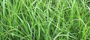 Fétuque des prés PREVAL AB non traité