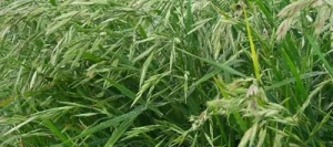 Fétuque rouge REVERENT AB non traité