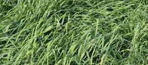 Fléole POLARKING AB non traité