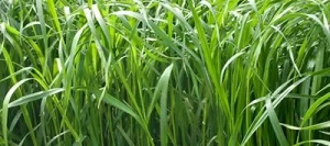 Ray grass hybride DABOYA AB non traité