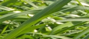 Ray grass hybride PALIO AB non traité