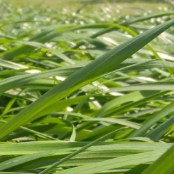 Ray grass hybride PALIO AB non traité
