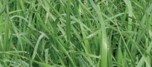 Ray grass d'Italie ORYX AB non traité