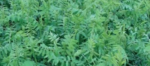 Vesce velue MASSA hiver AB non traité