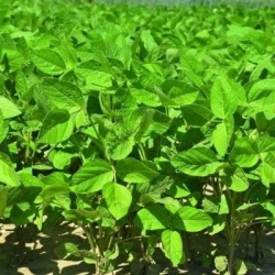 Soja AMBELLA 0000 AB non traité