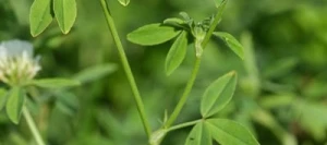 Trèfle Alexandrie TIGRI AB non traité