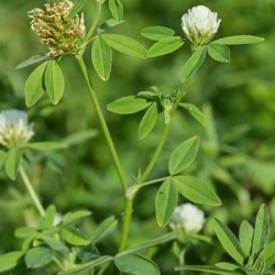 Trèfle Alexandrie TIGRI AB non traité