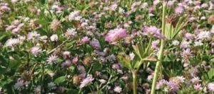 Trèfle de Perse GORBY AB non traité