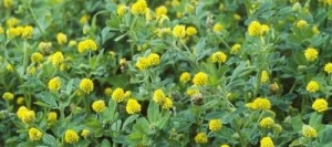 Luzerne lupuline (Minette) VIRGO non traité