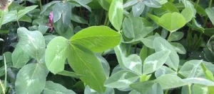 Trèfle violet PASTOR 2n non traité