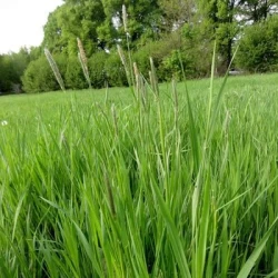 Vulpin des prés ALOPEX non traité