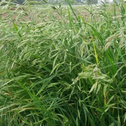 Fétuque rouge REVERENT non traité