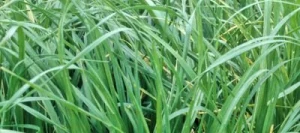 Fétuque des prés PARDUS non traité
