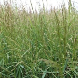 Agrostis blanche KITA non traité