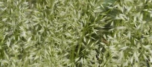 Avoine dorée (jaunâtre) TRISETT 51 non traité