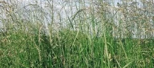 Avoine élevé - Fromental ARONE non traité