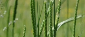 Crételle des prés LENA non traité