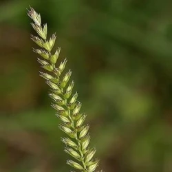 Crételle des prés LENA non traité