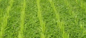 Mélange PERMA'TOP non traité