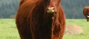 Dactyle ZORA AB non traité