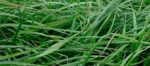 Fétuque des prés TORED AB non traité