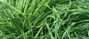 Fétuque élevée SWAJ AB non traité