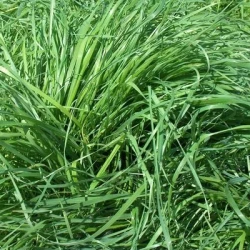 Fétuque élevée SWAJ AB non traité