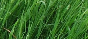 Fléole des prés TAMMISTO AB non traité