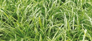 Ray grass Anglais ENSILVIO AB non traité