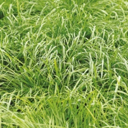 Ray grass Anglais ENSILVIO AB non traité