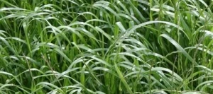 Ray grass d'Italie ASTERIX AB non traité