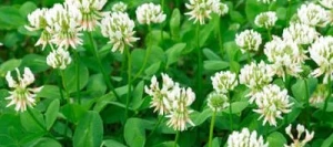 Trèfle blanc NEMUNIAI AB non traité