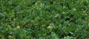 Radis fourragers REAKTION AB non traité