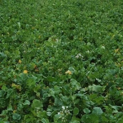 Radis fourragers REAKTION AB non traité