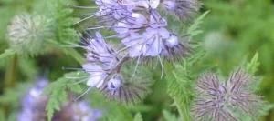 Phacélie STALA AB non traité