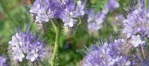 Phacélie LILLA AB non traité