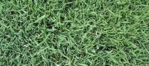 Fétuque rouge 1/2 traçante non traité