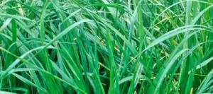 Fétuque élevée fourragère non traité