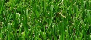 Fétuque élevée gazonnante non traité