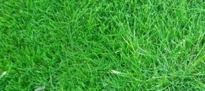 Fétuque rouge tracante non traité