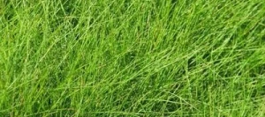 Fétuque ovine non traité