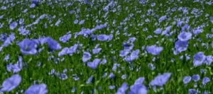 Lin oléagineux printemps non traité