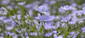 Lin oléagineux APALACHE hiver non traité