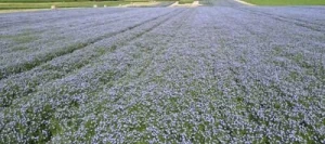 Lin oléagineux ANTHOCYA hiver non traité