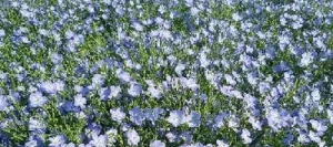 Lin oléagineux ORIVAL hiver non traité