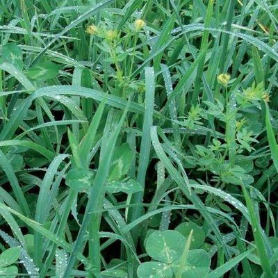 Mélanges de semences pour prairies de longue durée - Alliance Elevage