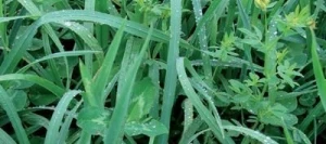 Mélange prairie ALTI'MAX non traité